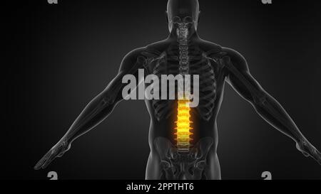 Anatomie der menschlichen Wirbelsäule. Schmerzen im unteren Rücken und Rückenschmerzen des Menschen. Stockfoto