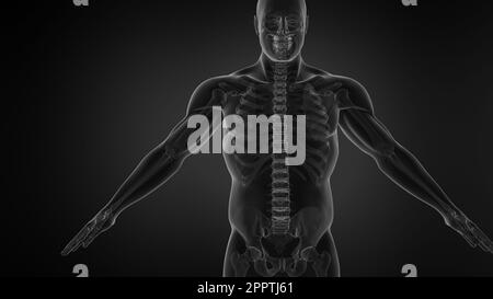 Bewegungssimulation Der Menschlichen Anatomie Mit Darstellung Der Wirbelsäulenstruktur. Stockfoto