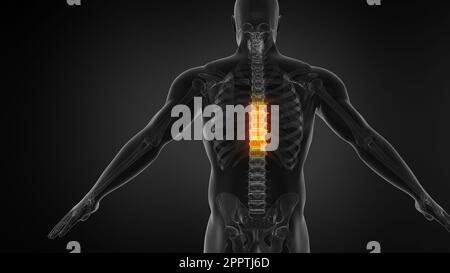Bewegungssimulation Der Menschlichen Anatomie Mit Darstellung Der Wirbelsäulenstruktur. Stockfoto