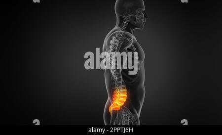 Bewegungssimulation Der Menschlichen Anatomie Mit Darstellung Der Wirbelsäulenstruktur. Stockfoto