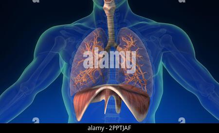 Medizinische 3D-Animation der menschlichen Lunge im menschlichen Körper mit sichtbaren Teilen. Medizinisch korrekte Animation der menschlichen Lunge. Stockfoto