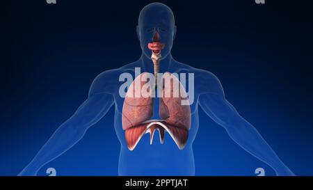 Medizinische 3D-Animation der menschlichen Lunge mit sichtbaren Teilen. Medizinisch korrekte Animation der menschlichen Lunge. Stockfoto