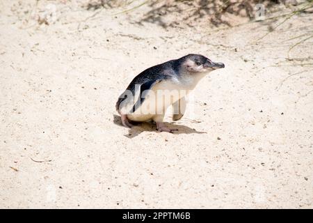 Die Fee oder der blaue Pinguin ist schwarz-weiß und kann nicht fliegen Stockfoto