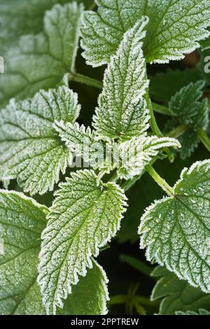 Ein Busch eisiger Brennnesseln. Brennnesselblätter. Draufsicht, Makroaufnahme. Stockfoto