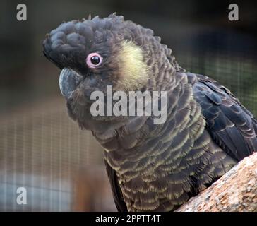 Der Gelbschwanzkakadu ist ein schwarzer Vogel mit gelben Kanten an den Federn und einer gelben Wange mit rosa Augen Stockfoto