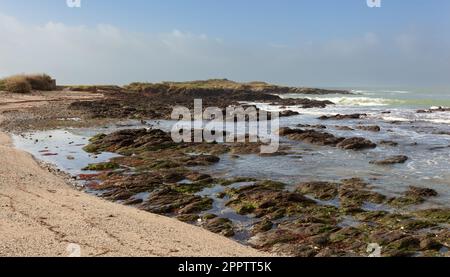 Wandergänse suchen ihr Futter am Rand des Ozeans. Stockfoto