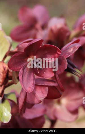 Blühende rote Blume Helleborus orientalis Montsegur Stockfoto