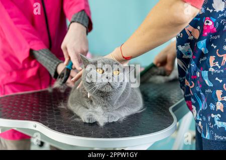 Zwei Groomer mit einer grauen Katze. Professionelle Groomer putzen und trimmen Katzen im Tiersalon. Professionelle Tierpflege Stockfoto