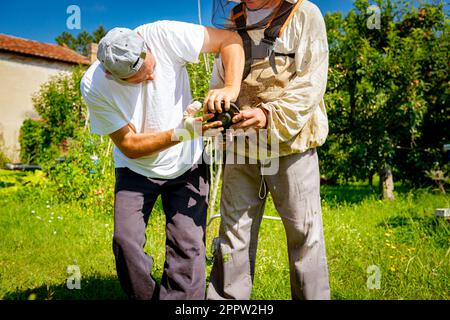 Ein Techniker mit verbandelten Handverletzungen repariert den Trimmer, stellt die Kopfspule des Trimmers ein und hilft seinem Freund im Schutzanzug beim Rasenmähen Stockfoto