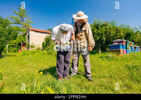 Ein Techniker mit verbandelten Handverletzungen repariert den Trimmer, stellt die Kopfspule des Trimmers ein und hilft seinem Freund im Schutzanzug beim Rasenmähen Stockfoto