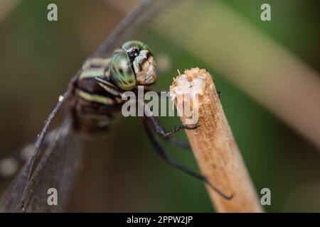 Eine Makroaufnahme eines schlanken Skimmer Dragonfly, hoch oben auf einem gebrochenen Grasstamm. Stockfoto