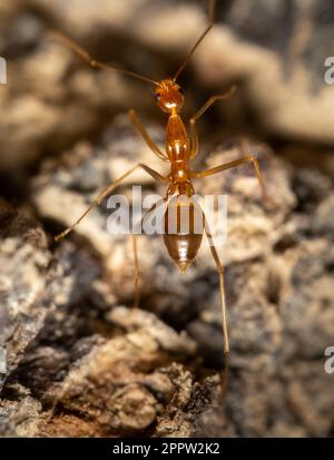 Eine Makroaufnahme einer gelben verrückten Ameise auf der Rinde eines Baumes. Stockfoto