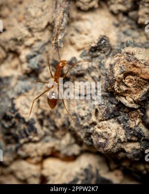 Eine Makroaufnahme einer gelben verrückten Ameise auf der Rinde eines Baumes. Stockfoto