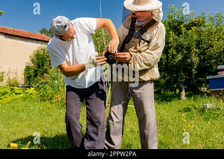 Ein Techniker mit verbandelten Handverletzungen repariert den Trimmer, stellt die Kopfspule des Trimmers ein und hilft seinem Freund im Schutzanzug beim Rasenmähen Stockfoto