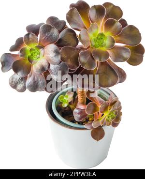Auf weißem Hintergrund isolierte Aeoniumsukkulenten. Pflanze im Topf. Blumenzucht. Züchten Sie eine Blume aus der Gattung Sukkulenten. Heim Blumen Arboreum oder Zwartkop. Stockfoto