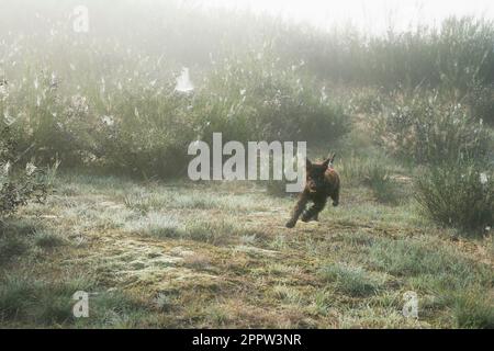 Verspielter Barbet-Hund, der im Nebel läuft, Wiendorf, Deutschland Stockfoto