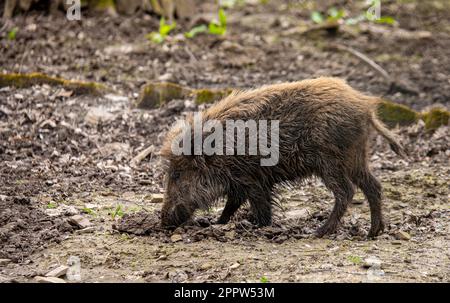 Wildschwein - Sus scrofa - gräbt nach Futter im Schlamm Stockfoto