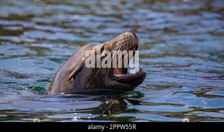 Seelöwe schwimmt in der Wassermündung offen und zeigt Zähne. Stockfoto