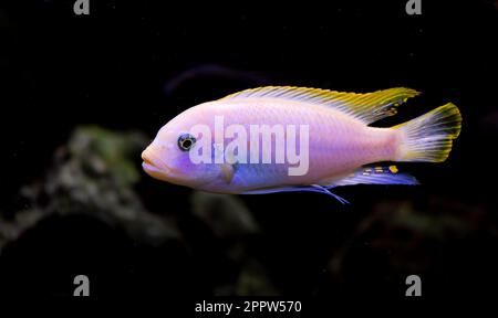 Eisblauer Zebraalbino - maylandia greshakei - Schwimmen in einem Aquarium Stockfoto