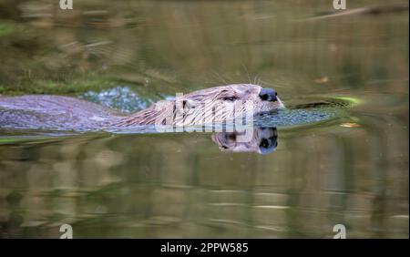 Eurasischer Otter - Lutra lutra - Schwimmen in einem Teich Stockfoto