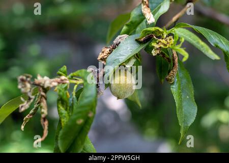 Blattkräuselkrankheiten greifen einen Pfirsichbaum mit Früchten an. Selektiver Fokus Stockfoto