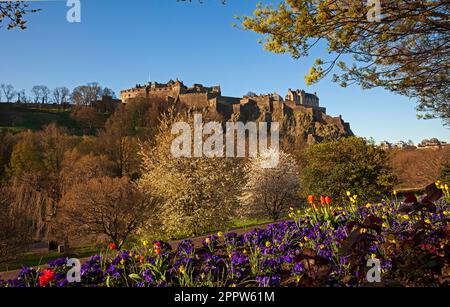 Edinburgh Cirty Centre, Schottland, Großbritannien. April 2023. Die Morgensonne beleuchtet die Blumendekorationen rund um die Princes Street. Im Bild: Farbenfrohe Beetpflanzen in den Princes Street Gardens, die von der Stadtparks-Abteilung gepflanzt wurden, bilden zusammen mit den Bäumen im Hintergrund einen Rahmen für Edinburgh Castle. Stockfoto