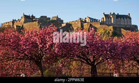 Edinburgh Cirty Centre, Schottland, Großbritannien. April 2023. Die Morgensonne beleuchtet die Blumendekorationen rund um die Princes Street. Im Bild: Kirschblüten mit üppigen rosafarbenen Blumen mit Edinburgh Castle im Hintergrund. Stockfoto