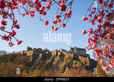 Edinburgh Cirty Centre, Schottland, Großbritannien. April 2023. Die Morgensonne beleuchtet die Blumendekorationen rund um die Princes Street. Im Bild: Zweige eines Kirschblütenbaums bilden einen Rahmen für Edinburgh Castle im Hintergrund. Stockfoto