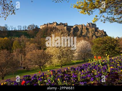 Edinburgh Cirty Centre, Schottland, Großbritannien. April 2023. Die Morgensonne beleuchtet die Blumendekorationen rund um die Princes Street. Im Bild: Farbenfrohe Beetpflanzen in den Princes Street Gardens, die von der Stadtparks-Abteilung gepflanzt wurden, bilden zusammen mit den Bäumen im Hintergrund einen Rahmen für Edinburgh Castle. Stockfoto