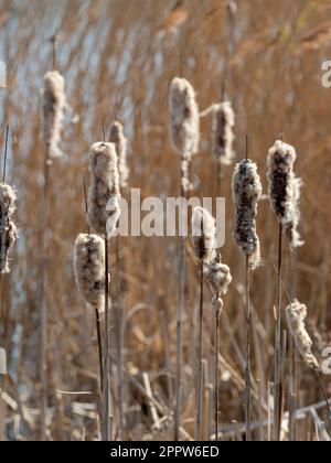 Flauschige, stickige Samenköpfe während der Samendispergierung am Rand eines Schilfbetts im Naturschutzgebiet St. Aidan. Leeds. UK Stockfoto