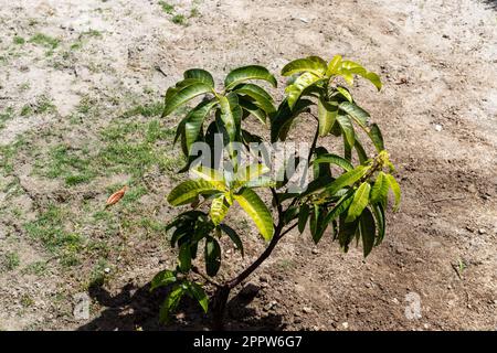 Junger Mangobaum im Hof Stockfoto