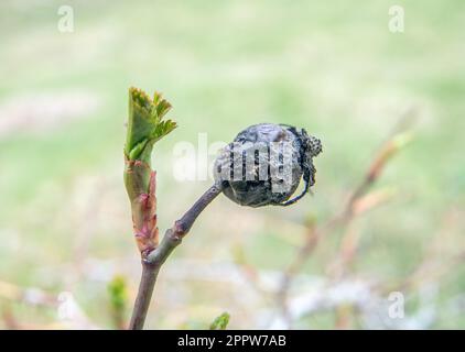 Frühling: Verwelkte Rosenhüften des letzten Sommers und ein sich entfaltendes frisches neues Blatt. Foto: Bo Arrhed Stockfoto