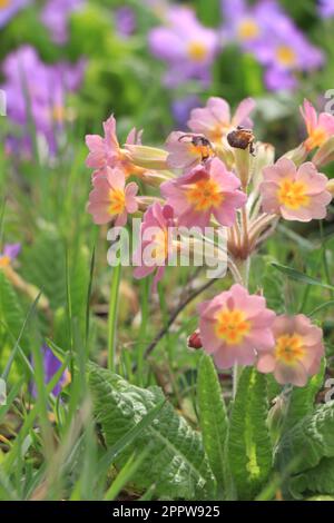 Violette Primueln. Plantae. Primula vulgaris. Primula acaulis Stockfoto