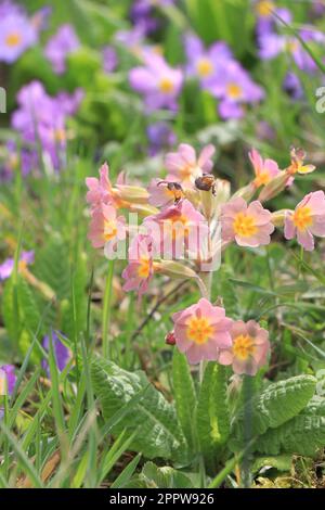 Violette Primueln. Plantae. Primula vulgaris. Primula acaulis Stockfoto