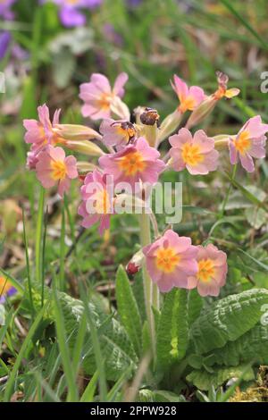 Violette Primueln. Plantae. Primula vulgaris. Primula acaulis Stockfoto