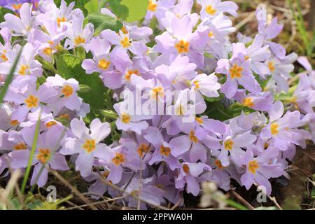 Violette Primueln. Plantae. Primula vulgaris. Primula acaulis Stockfoto