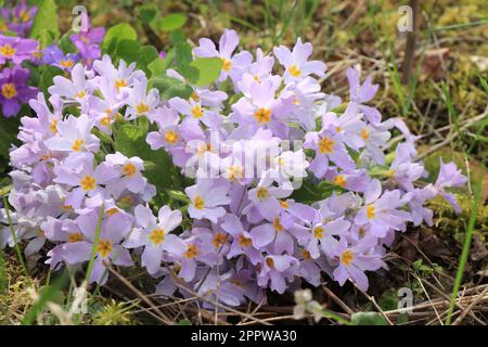 Violette Primueln. Plantae. Primula vulgaris. Primula acaulis Stockfoto