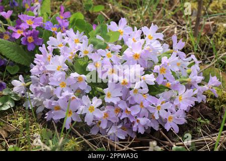 Violette Primueln. Plantae. Primula vulgaris. Primula acaulis Stockfoto