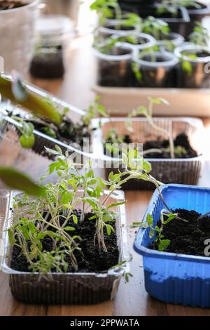 Junge grüne Tomaten-Setzlinge in der Setzschale auf dem Fensterbrett. Effektiver Anbau von Gemüse- und Pflanzensämlingen. Stockfoto