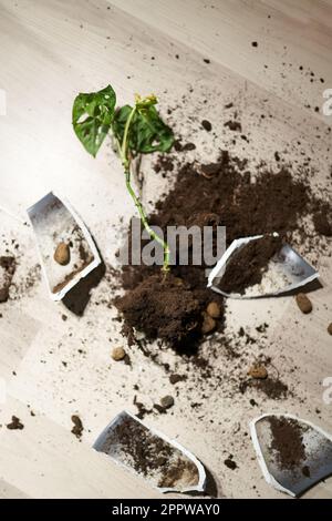 Kaputter Blumentopf, beschädigte Zimmerpflanze und Schmutz auf dem Laminatboden im Schlafzimmer Stockfoto