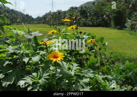 Eine große gelbe Blume einer Sonnenblumensorte, die als mexikanische Sonnenblume (Tithonia Diversifolia) bekannt ist, blüht im Busch in der Nähe eines Reisfeldes Stockfoto