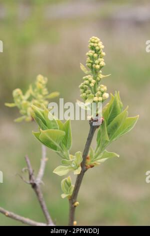 Zweig mit Knospen und Blättern auf einer Syringa vulgaris Stockfoto