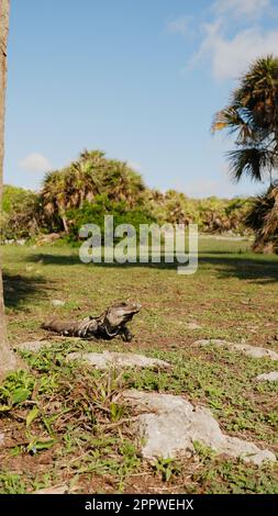 Eidechsen in der Sonne an den Maya-Ruinen von Tulum, Yucatan-Halbinsel, Mexiko Stockfoto