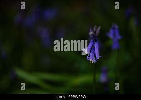 Bluebells Hyacinthoides non-scripta, Nahaufnahme der wunderschönen Frühlingsblüten englischer Bluebell Blumen auch bekannt als Hyacinthoides non-scripta Stockfoto