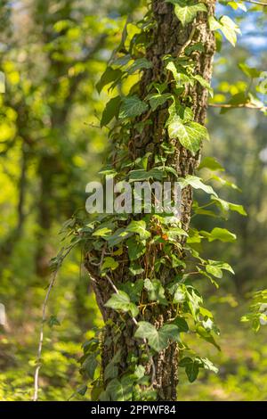 Baumstamm, gebunden von Efeu-Reben Stockfoto