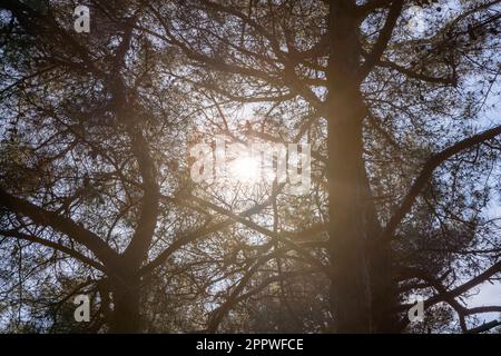 sonnenaufgang mit Sonnenstrahlen, die durch die Äste brechen Stockfoto