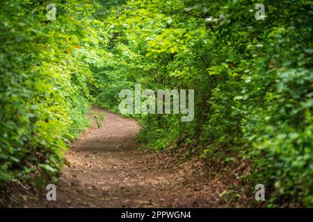 Indiana Dunes National Park am Lake Michigan Stockfoto