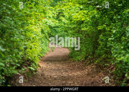 Indiana Dunes National Park am Lake Michigan Stockfoto