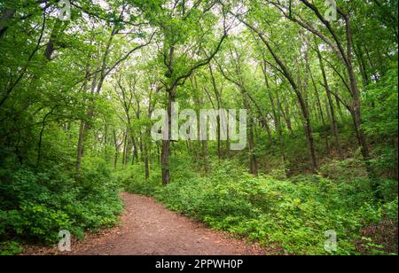 Indiana Dunes National Park am Lake Michigan Stockfoto