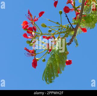 Extravagante Baumblumen, Royal Poinciana, Delonix regia, Flammenbaum vor blauem Himmel, Ecuador. Stockfoto